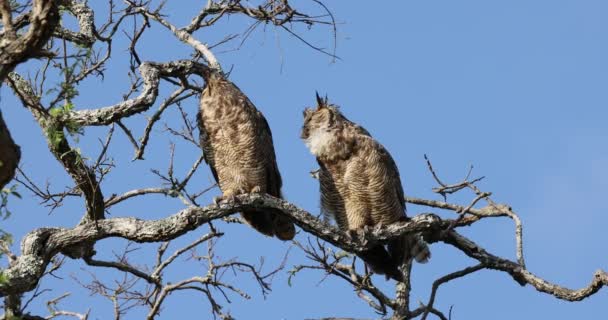 Południowoamerykańska Wielka Sowa Jacurutu Parku Narodowym Serra Canastra Jest Podgatunek — Wideo stockowe