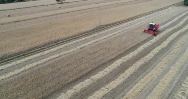 从上往下看小麦田里的收获机 组合农业机械收获麦田 — 图库视频影像