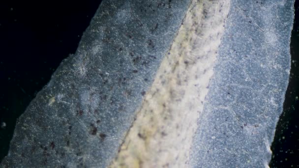 Рух Еритроцитів Кровоносних Судинах Капілярна Мікроскопія Пуголовковому Хвості — стокове відео