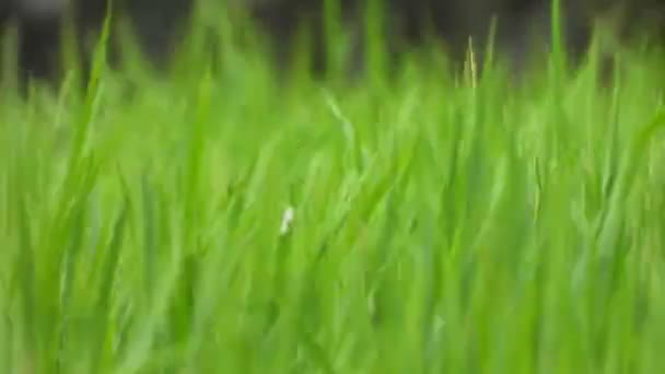 緑の米草 美しい ルックス — ストック動画
