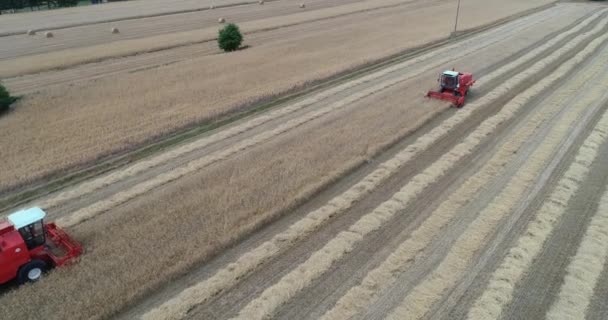 トウモロコシの穀物 食物連鎖のCo2排出量と世界的危機の概念を収集する分野で働いている赤いトラクターマシンの空中ビュー — ストック動画