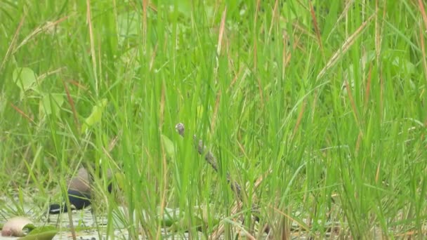 Witte Waterduivinnen Gras Spelen — Stockvideo
