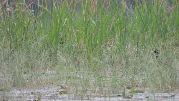 Waterhen Berdada Putih Rumput Mencari Makanan — Stok Video