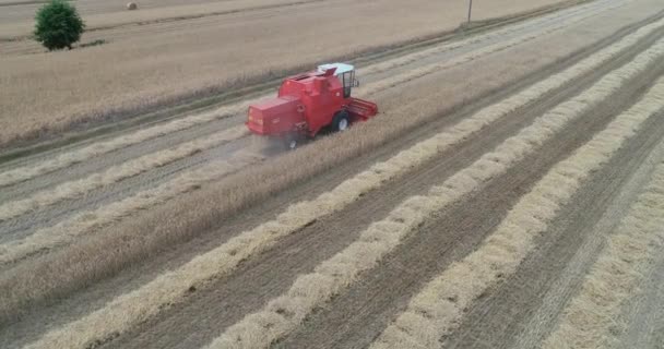 无人驾驶飞机跟随一辆红色收割机拖拉机在田里为收获季节工作而工作 — 图库视频影像