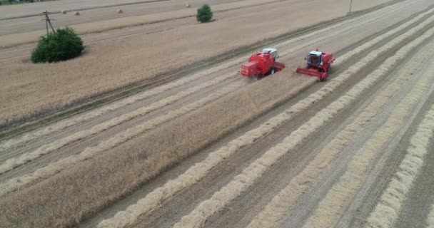 Kombiniert Auf Dem Feld Luftaufnahme Von Erntemaschinen Erntezeit Roggen Und — Stockvideo