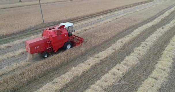 收割机红色牵引机在小麦田里工作时关闭天线 组合农业机械收获金熟小麦田 — 图库视频影像