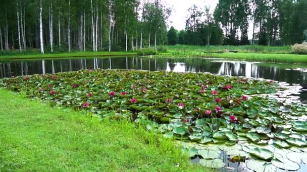 Video Flowers Water Wide Angle — Stock Video