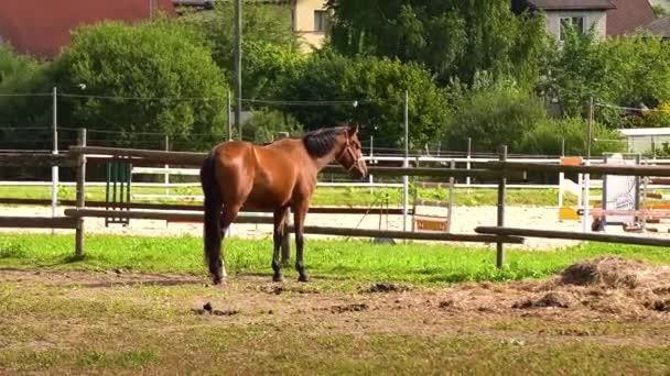 Horse Eating Grass Outdoors Latvia — Stock Video