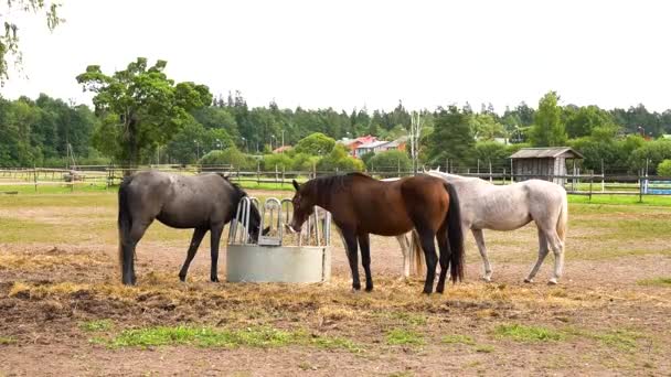 Trzy Konie Jedzące Trawę Pastwiskową — Wideo stockowe