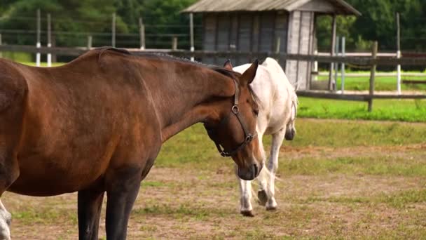 Twee Paarden Een Boerderij — Stockvideo