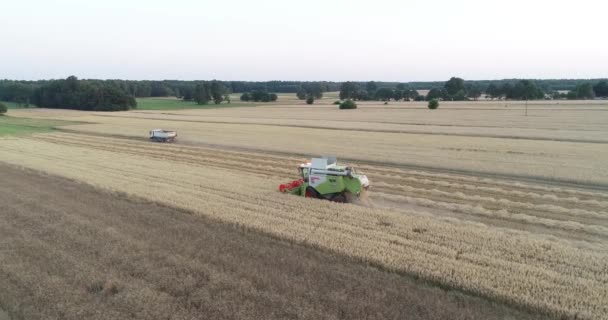 Авіаційний Трактор Збирання Врожаю Працює Кукурудзяному Полі Концепції Харчових Ланцюгів — стокове відео