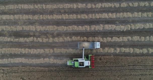 空中拍摄联合加载谷物进入牵引拖车 收获耕作概念期间农田中的农业机械 — 图库视频影像