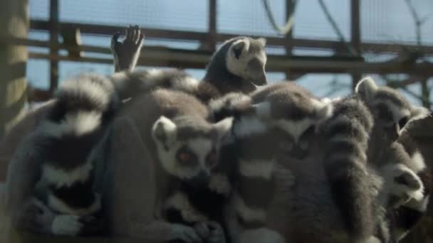 動物園で交流するかわいいリングテールのキツネザルのグループ 閉めろ ドリーアウト — ストック動画