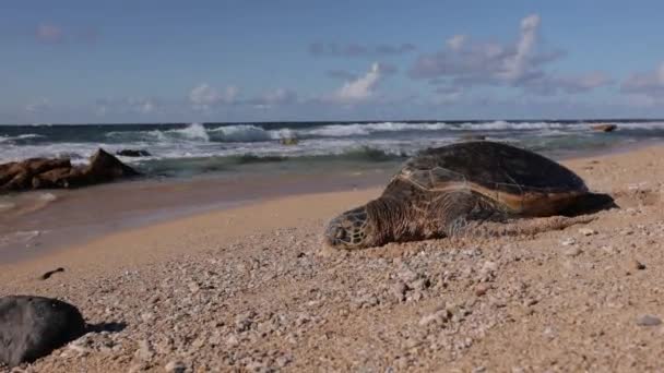 Hawaii Grön Havssköldpadda Sover Sandstrand — Stockvideo