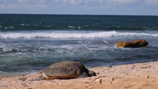 Sleeping Sea Turtle Maui Wakes Returns Ocean — Stock Video