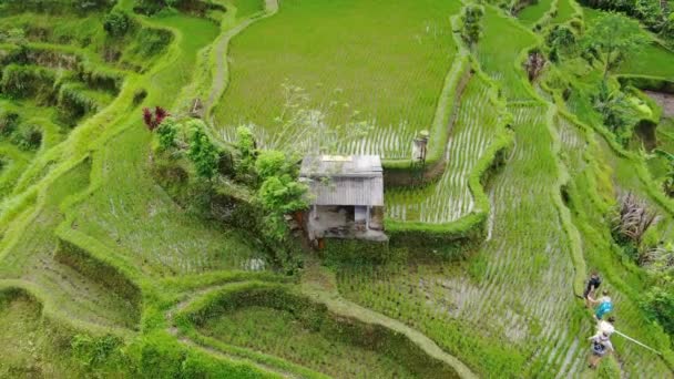 Άνετο Μικρό Καλύβα Στην Κορυφή Του Ρυζιού Βεράντες Εναέρια Drone — Αρχείο Βίντεο