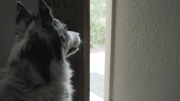 Primer Plano Perro Esperando Pacientemente Salir 60Fps — Vídeos de Stock