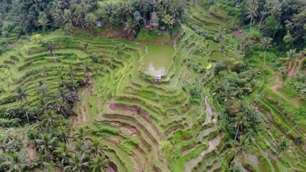 Majestic Bali Teraszos Táj Kis Kunyhó Tetején Légi Elrepül Kilátás — Stock videók