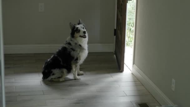 一只狗坐在那里等着 同时看着外面的门 — 图库视频影像