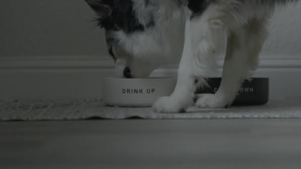 Ein Hund Trinkt Aus Einer Schüssel Der Steht Dass Auftrinkt — Stockvideo