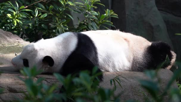 Líný Panda Ailuropoda Melanoleuca Ležel Břiše Kymácející Rozmazané Zelené Listí — Stock video