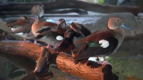 リング状の鉄のグループは コールネッタLeucophys横に 前処理し 水の池でその羽を身づくろい 近くにショットを撮影 — ストック動画