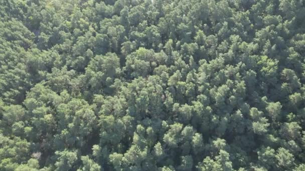 Voar Aéreo Sobre Árvores Florestais Densas Tops Krynica Morska — Vídeo de Stock
