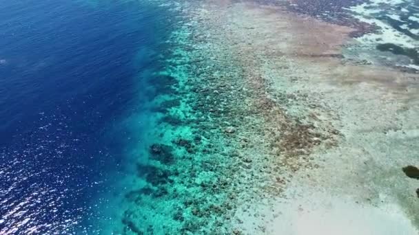 東チモール 東南アジアのコーラル トライアングルの素晴らしい健康的な生物多様性海洋サンゴ礁生態系環境 ターコイズブルーの海を横断する空中ドローン飛行 — ストック動画