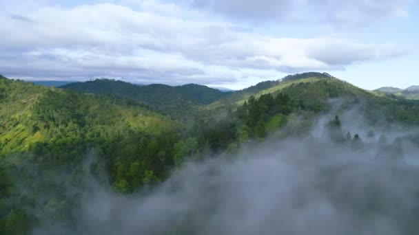 Filme Revelação Cinematográfica Grande Floresta Malásia Bukidnon Portugal — Vídeo de Stock