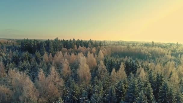 Flyg Över Vidsträckt Barrskog Landet Vacker Solnedgång Vintern Drönare Skott — Stockvideo
