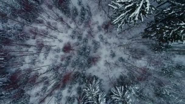 Vista Arriba Hacia Abajo Sobre Dosel Cubierto Nieve Del Árbol — Vídeo de stock