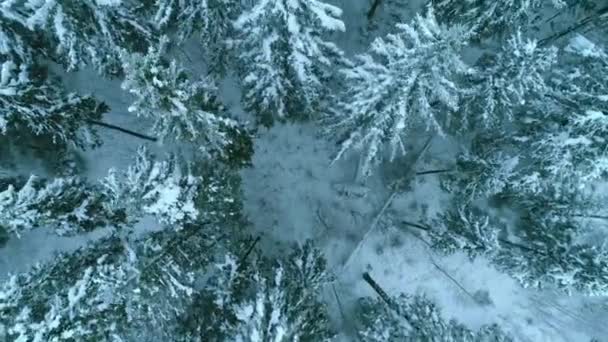 Horní Letecký Pohled Jehličnatý Les Studený Zimní Den Sněhové Koruny — Stock video