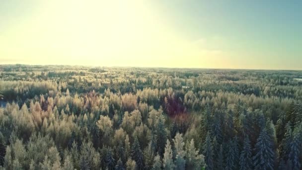 Vue Cime Des Arbres Sur Forêt Conifères Hiver Coucher Soleil — Video