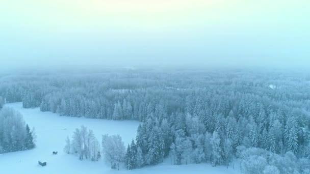 Flyg Sidled Snöiga Landskap Och Barrskog Höljd Dimma Sky För — Stockvideo