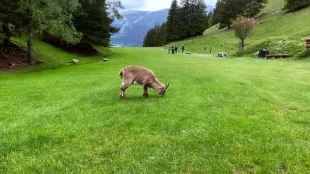 Alpine Chamois Grazing Field Merlet Animal Park Les Houches França — Vídeo de Stock