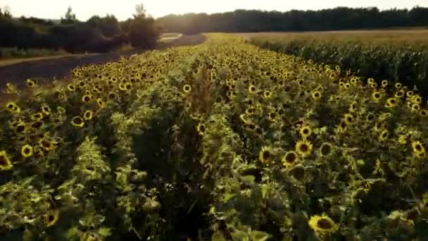 Obrovské Slunečnicové Pole Výhled Západ Slunce — Stock video