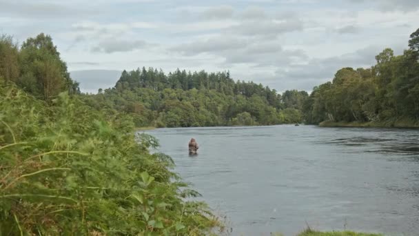 Fly Fishing River Ness Inverness — Stock Video