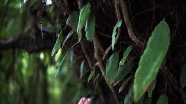 Mão Feminina Tocando Uma Grande Árvore Velha Floresta Tropical Conectando — Vídeo de Stock