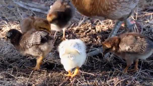 小鸡妈妈母鸡 有可爱的褐色和黄色的小鸡觅食 抓挠地面 在矮树丛中觅食 — 图库视频影像