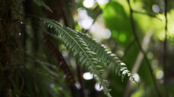 哥斯达黎加热带雨林里的一些美丽的叶子 — 图库视频影像