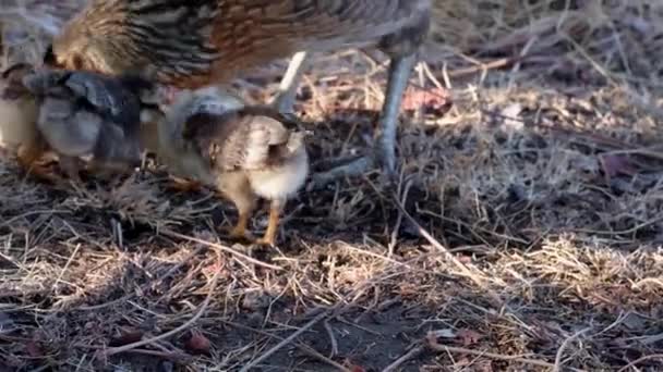 Schattige Kuikens Een Moeder Kip Vrije Uitloop Een Kleine Boerderij — Stockvideo