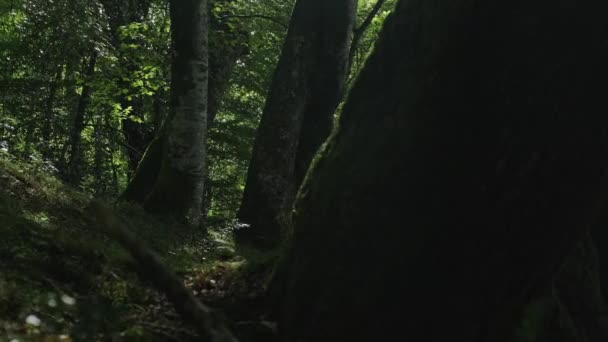 Slider Shot Van Een Groep Bomen Het Hart Van Natuur — Stockvideo