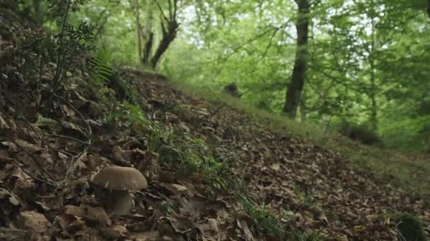 Ground Level Shot Single Boletus Mushroom Bekend Als Penny Bun — Stockvideo
