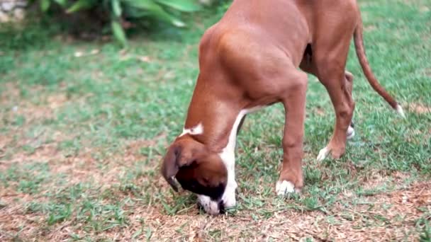 试图捡起一根小手杖的拳击手小狗的慢镜头 — 图库视频影像