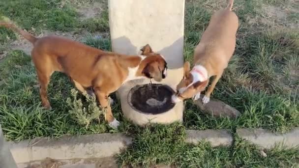Tiro Mano Dos Perros Bebiendo Del Mismo Recipiente Agua — Vídeo de stock