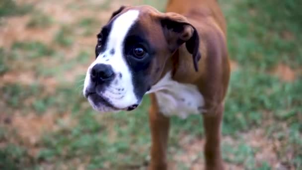 Close Shot Young Boxer Puppy Barking Jumping Camera — Stock Video