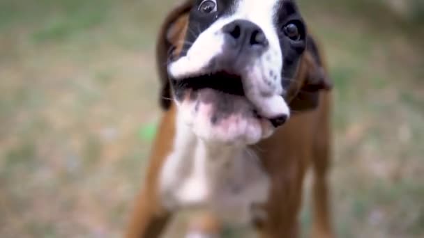 Primer Plano Cámara Lenta Cachorro Boxeador Cachorro Ladrando — Vídeo de stock