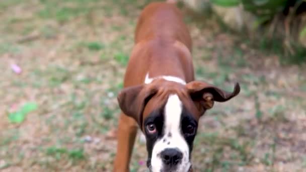 Slow Motion Shot Boxer Puppy Barking Flapping Its Ears — Stock Video