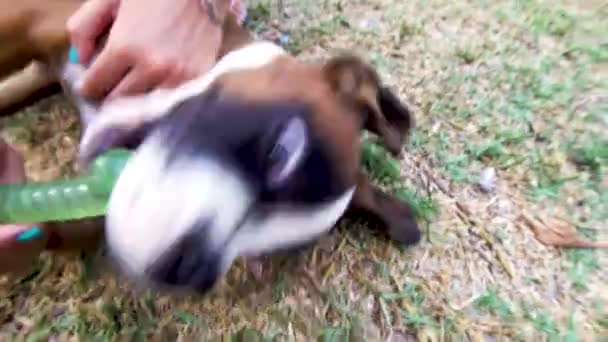 奥の庭で遊んでいる精力的なボクサー子犬のクローズアップショット — ストック動画