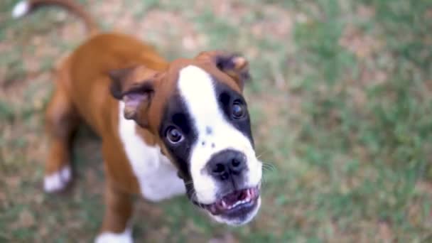Primer Plano Impresionante Cachorro Boxeador Mirando Ladrando Cámara — Vídeo de stock